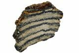 Mammoth Molar Slice With Case - South Carolina #106438-2